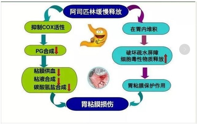 阿司匹林出血风险基因检测