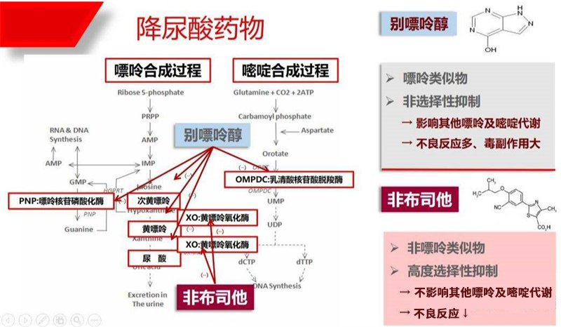 降尿酸药物用药指导基因检测